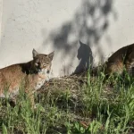 Sepasang Bobcat Terlihat Dari Jalur Pendakian Fremont